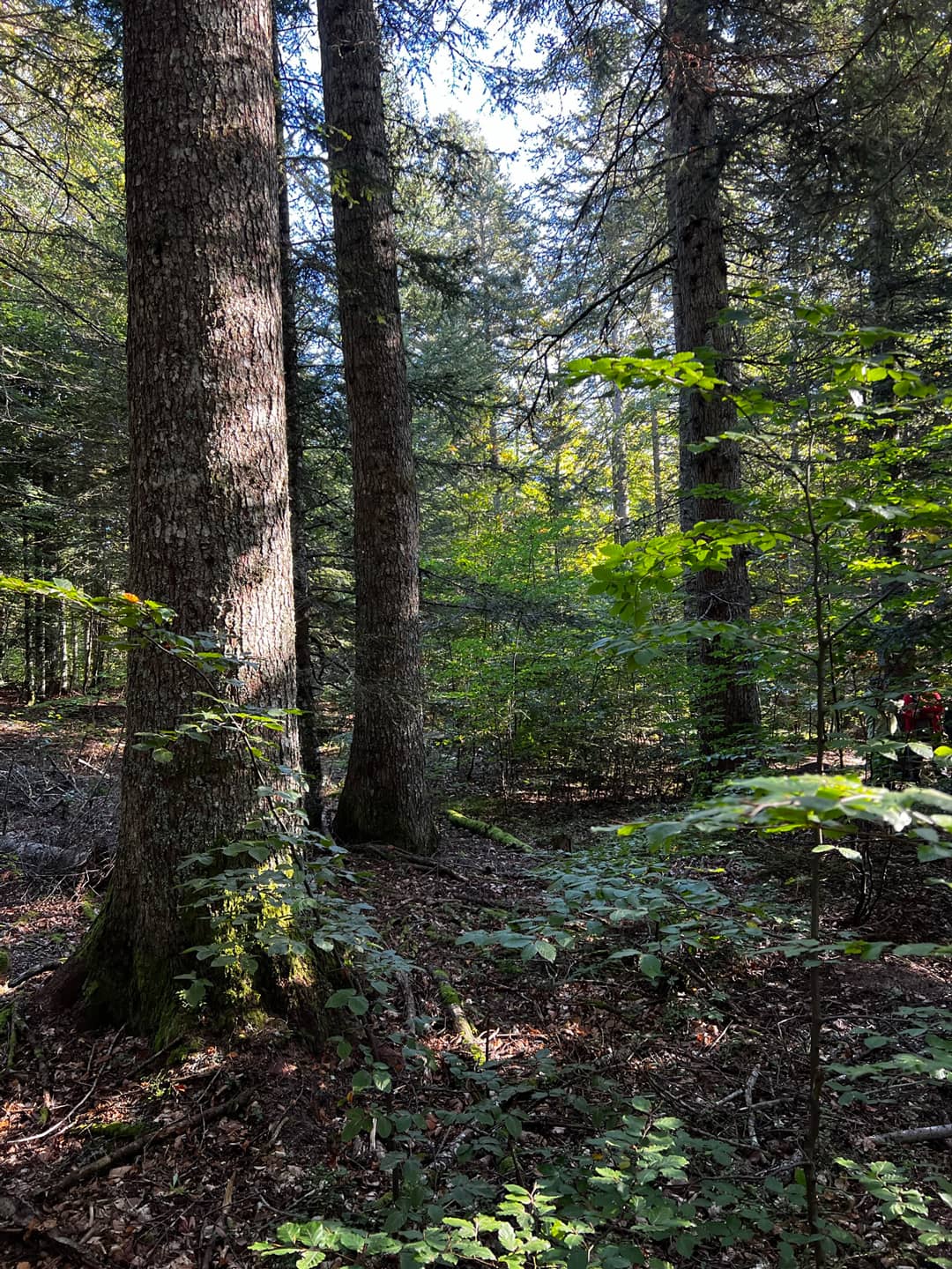 Gestion forestière par Inspiration Forêt